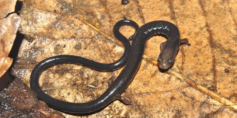 <a href="/occurrence/3059116933"><i>Oedipina capitalina</i> Solis, Espinal, Valle, O'Reilly, Itgen & Townsend, 2016</a> observed in Comayagüela, Honduras by Josue Ramos Galdamez (<a href="http://creativecommons.org/licenses/by-nc/4.0/">CC BY-NC 4.0</a>). This salamander was <a href="https://apiv3.iucnredlist.org/api/v3/taxonredirect/112686106">assessed in March 2019</a> and categorized as Data Deficient. It is among the species with the top 25 highest predicted extinction risks according to the study. 