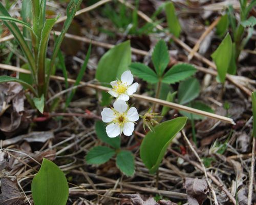 <a href="https://www.gbif.org/occurrence/2620084121">Virginia strawberry (<i>Fragaria virginiana</i>)</a> observed in Amherst, MA, USA by Aaron Hulsey. Photo via iNaturalist (<a href="http://creativecommons.org/licenses/by-nc/4.0/">CC BY-NC 4.0</a>)