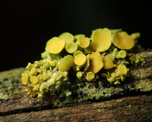 Polycauliona polycarpa (Hoffm.) Frödén, Arup & Søchting observed in Germany by Alexis (licensed under http://creativecommons.org/licenses/by/4.0/)