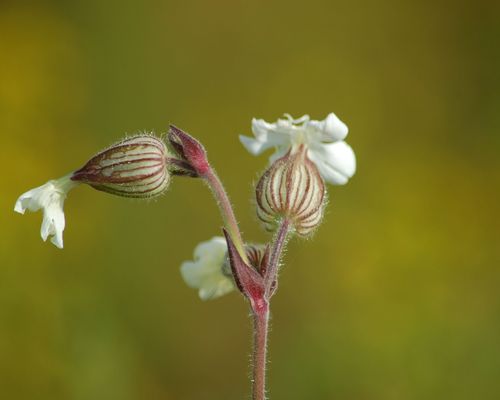 <a href="https://www.gbif.org/occurrence/1802624856">Bladder campion (<i>Silene latifolia</i> subsp. <i>alba</i>)</a> by Natalya via iNaturalist. Photo licensed under <a href="http://creativecommons.org/licenses/by-nc/4.0/">CC BY-NC 4.0</a>.