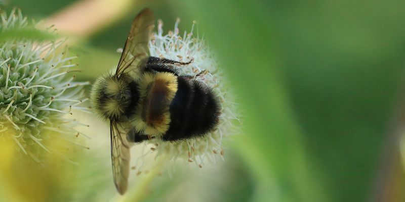 The rusty-patched bumble bee (<em>Bombus affinis</em>), considered critically endangered under the IUCN Red List. Photo 2017 Kevin White via <a href="/occurrence/1586125214">iNaturalist Research-grade Observations</a>, licensed under <a href="http://creativecommons.org/licenses/by-nc/4.0/">CC BY-NC 4.0</a>.