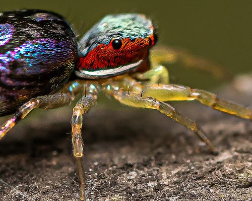 Colourful jumping spider (<em>Chrysilla volupe</em>), Photo 2020 Naveen Iyer via <a href="https://www.gbif.org/occurrence/3034573335">India Biodiversity Portal publication grade dataset</a>, licensed under <a href="http://creativecommons.org/licenses/by-nc/4.0/">CC BY-NC 4.0</a>.