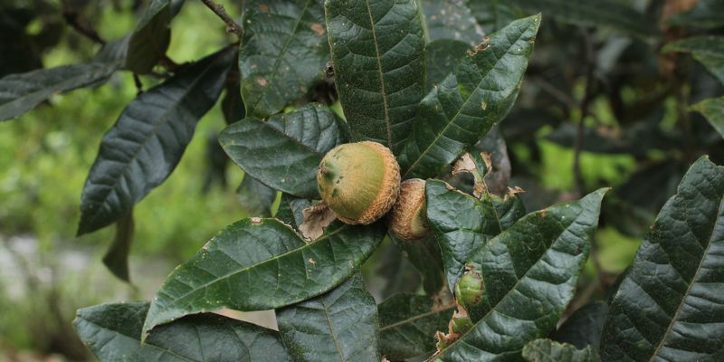 <i>Quercus humboldtii</i> Bonpl. <a href="/occurrence/3327961782">observed</a> in Boyacá, Colombia by Apipa (<a href="http://creativecommons.org/licenses/by-nc/4.0/">CC BY-NC 4.0</a>)