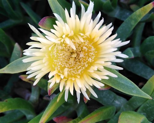 (Carpobrotus edulis), Aljezur, Portugal. Photo 2020 sheborg via iNaturalist research-grade observations, licensed under CC BY-NC 4.0.