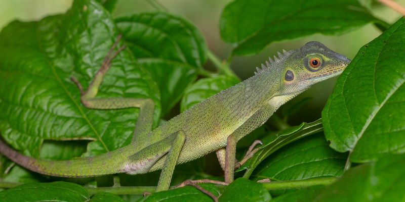 <a href="/occurrence/3031767953"><i>Bronchocela cristatella</i> Kuhl, 1820</a> observed in Singapore by budak (<a href="http://creativecommons.org/licenses/by-nc/4.0/">CC BY-NC 4.0</a>)