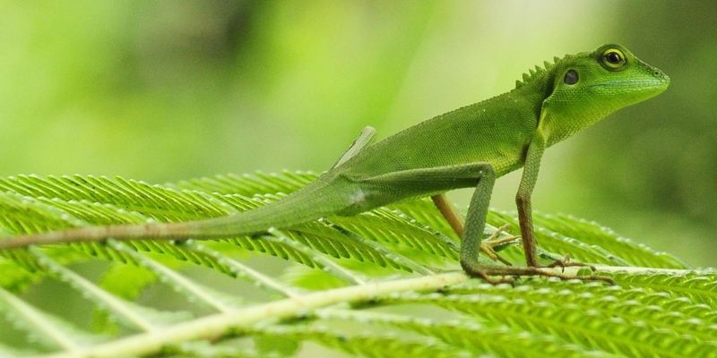 <a href="https://www.gbif.org/occurrence/2005336305">Green crested lizard (<i>Bronchocela cristatella</i>)</a> observed in Malaysia by Cyren Asteraceya. Photo via iNaturalist (<a href="http://creativecommons.org/licenses/by-nc/4.0/">CC BY-NC 4.0</a>)