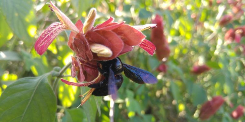 <a href="https://www.gbif.org/occurrence/1453367118">Mexican carpenter bee (<em>Xylocopa-mexicanorum</em>)</a> by Carlos G Velazco-Macias via NaturaLista/<a href="https://www.gbif.org/dataset/50c9509d-22c7-4a22-a47d-8c48425ef4a7">iNaturalist research-grade observations</a>. Photo licensed under <a href="http://creativecommons.org/licenses/by-nc/4.0/">CC BY-NC 4.0</a>.