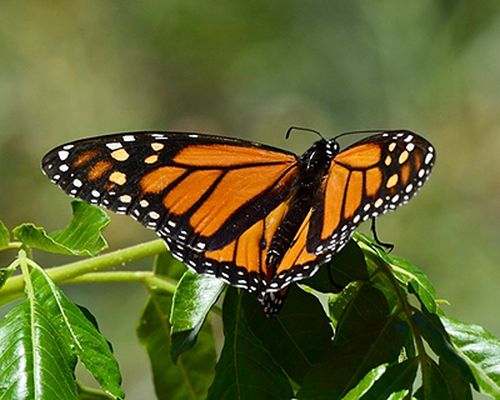 Monarch butterfly (<em>Danaus plexippus</em>), observed in Mexico. Photo 2021 huizar77 via <a href="https://www.gbif.org/occurrence/3068035461">iNaturalist Research-grade Observations</a>, licensed under <a href="http://creativecommons.org/licenses/by-nc/4.0/">CC BY-NC 4.0</a>.