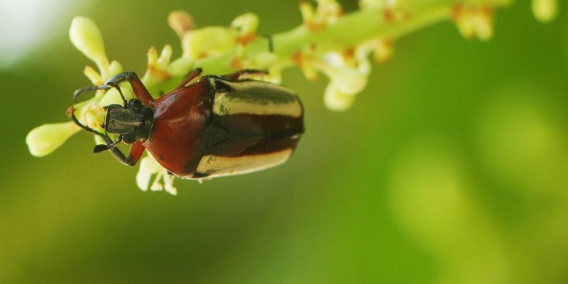 <p>Chlorocala guerini (Janson, 1888), Senegal, from&nbsp;<a href="https://demo.gbif.org/dataset/50c9509d-22c7-4a22-a47d-8c48425ef4a7">iNaturalist Research-grade Observations</a>. <a href="https://www.inaturalist.org/observations/37561">Photo </a>by Lies Van Rompaey licensed under <a href="https://creativecommons.org/licenses/by/2.0/">CC BY</a></p>
