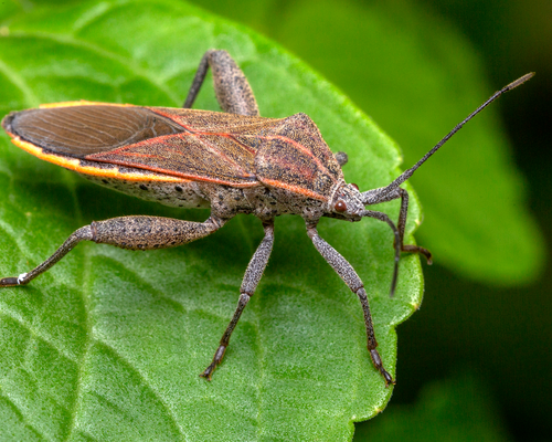 Squash bug <em>Physomerus grossipes</em>  (Fabricius, 1794). Photo 2022 Budak via <a href="/occurrence/3456946485">iNaturalist Research-grade Observations</a>, licensed under <a href="http://creativecommons.org/licenses/by-nc/4.0/">CC BY-NC 4.0</a>. 