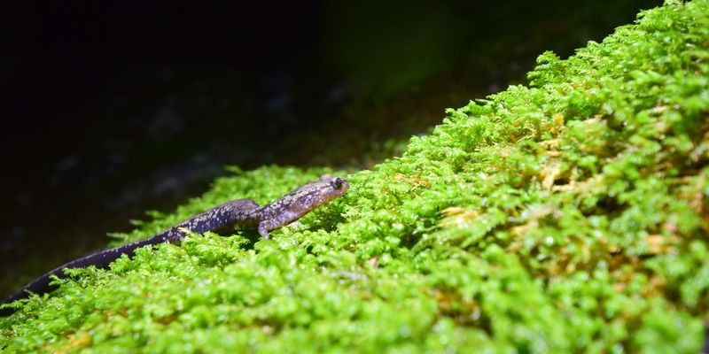 <a href="/occurrence/3747071576"><i>Plethodon hubrichti</i> Thurow, 1957</a> observed near the Blue Ridge Parkway, Virginia, USA by gman122 (<a href="http://creativecommons.org/licenses/by-nc/4.0/">CC BY-NC 4.0</a>)