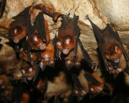 <a href="/occurrence/2988484827"><i>Hipposideros larvatus</i> (Horsfield, 1823)</a> observed in Pahang, Malaysia by Xavier Rufray (<a href="http://creativecommons.org/licenses/by-nc/4.0/">CC BY-NC 4.0</a>)