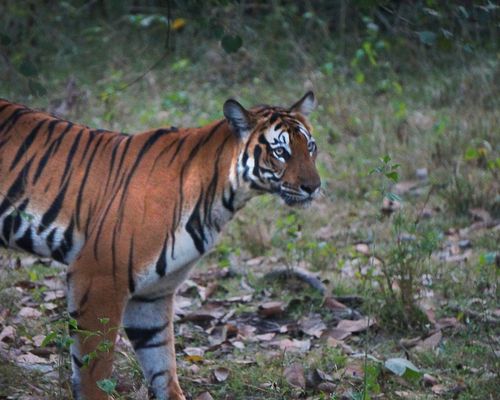 <a href="/occurrence/3013942930"><i>Panthera tigris</i> subsp. <i>tigris</i></a> observed in India,  by Sacredelephant (<a href="http://creativecommons.org/licenses/by-nc/4.0/">CC BY-NC 4.0</a>)