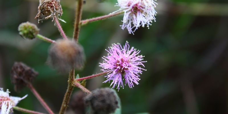 <a href="/occurrence/3031678651"><i>Mimosa albida</i> Humb. & Bonpl. ex Willd.</a> observed in Córdoba, Ver., México by Vania González (<a href="http://creativecommons.org/licenses/by-nc/4.0/">CC BY-NC 4.0</a>)