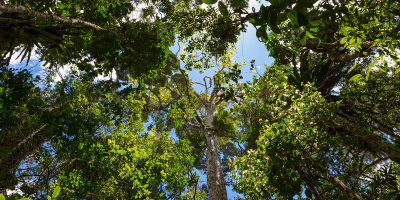 Forest of Andasibe National Park, Madagascar. Photo by <a href="https://www.flickr.com/photos/wildlifepictures/albums">Gregoire Dubois</a> via <a href="https://flic.kr/p/KcF3cS">Flickr</a> (<a href="https://creativecommons.org/licenses/by-nc-sa/2.0/">CC BY-NC-SA 2.0</a>)