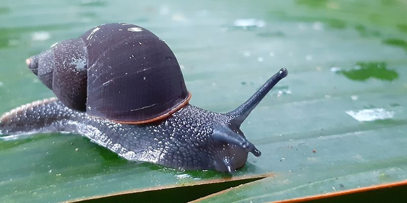 The land snail <em>Pachnodus niger</em> is listed as endangered on the <a href="https://www.iucnredlist.org/species/168117/6453496">IUCN Red List of Threatened Species</a>. Photo 2020 nasreenkhanconservation via <a href="https://www.gbif.org/occurrence/3013917676">iNaturalist Research-grade Observations</a>, licensed under <a href="http://creativecommons.org/licenses/by-nc/4.0/">CC BY-NC 4.0</a>.