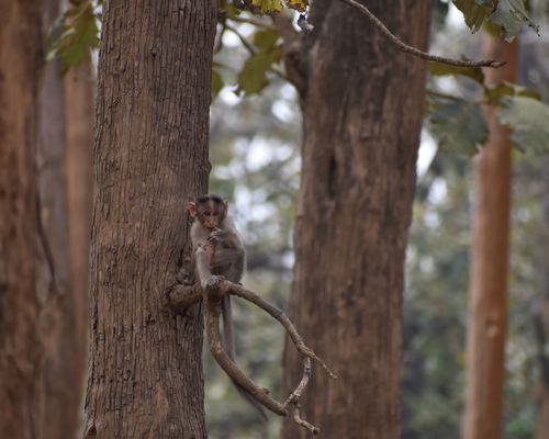 <i>Macaca radiata</i> (É.Geoffroy Saint-Hilaire, 1812) <a href="/occurrence/3499575227">observed</a> in Nalkeri Forest, Karnataka, India by Kiran J M (<a href="http://creativecommons.org/licenses/by-nc/4.0/">CC BY-NC 4.0</a>)