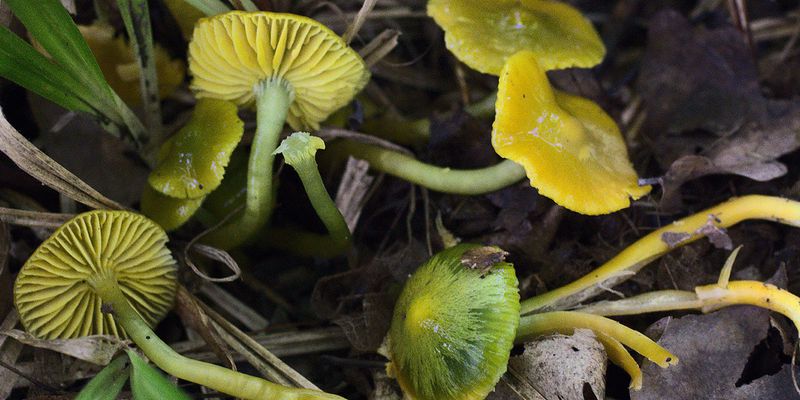 Parrot mushroom (<em>Gliophorus psittacinus</em>), observed in Ukraine. Photo 2021 Oleh Prylutskyi via <a href="https://www.gbif.org/occurrence/3307512565">iNaturalist Research-grade Observations</a>, licensed under <a href="http://creativecommons.org/licenses/by-nc/4.0/">CC BY-NC 4.0</a>.