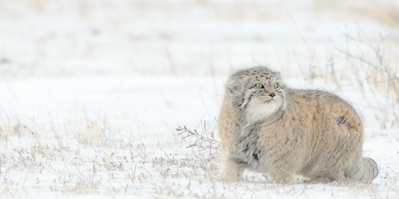 Mongolian Pallas cat (<em><a href="/occurrence/4994266858">Otocolobus manul</a></em>). Photo 2024 dovchindorjan via <a href="/dataset/50c9509d-22c7-4a22-a47d-8c48425ef4a7">iNaturalist Research-grade Observations</a>, licensed under <a href="https://creativecommons.org/licenses/by-nc/4.0/deed.en">CC BY-NC 4.0</a>.