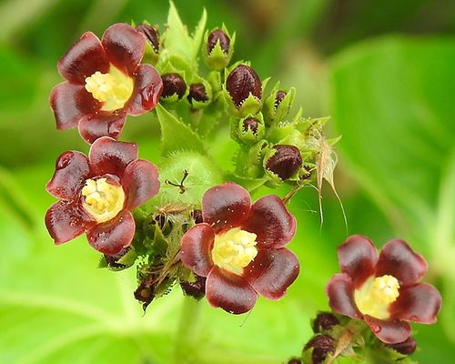 Bellyache bush (<em>Jatropha gossypiifolia</em>), Amansi East district, Ghana. Photo 2019 Steven Schulting via <a href="https://www.gbif.org/occurrence/2444997007">iNaturalist Research-grade Observations</a>, licensed under <a href="http://creativecommons.org/licenses/by-nc/4.0/">CC BY-NC 4.0</a>.