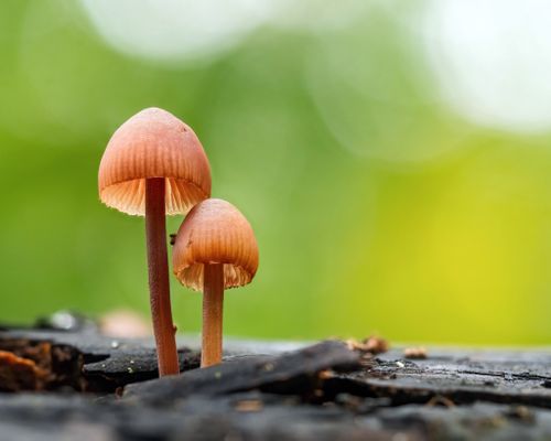 <a href="/occurrence/3925174998"><i>Mycena haematopus</i> (Pers.) P.Kumm.</a> observed in Germany by Alexis licensed under <a href="http://creativecommons.org/licenses/by/4.0/">CC BY 4.0</a>