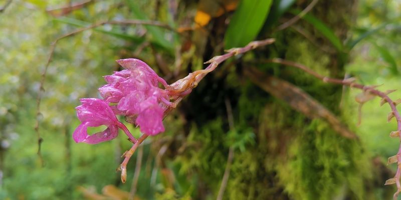 <a href="/occurrence/2429279868"><i>Rodriguezia lanceolata</i> Ruiz & Pav.</A> observed in Colombia by Johnnier Arango (licensed under http://creativecommons.org/licenses/by-nc/4.0/)