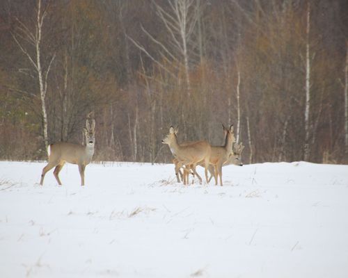 <a href="https://www.gbif.org/occurrence/1586142706">European roe (<i>Capreolus capreolus</i>)</a> near Ulyanovskiy, Kaluga by Maxim Shashkov via iNaturalist. Photo licensed under <a href="http://creativecommons.org/licenses/by-nc/4.0/">CC BY-NC 4.0</a>.