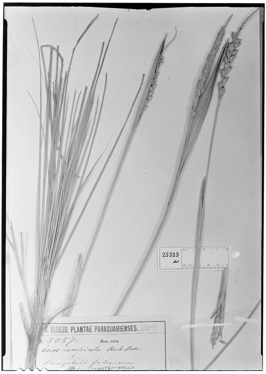 TalkButia campicola Wikipedia