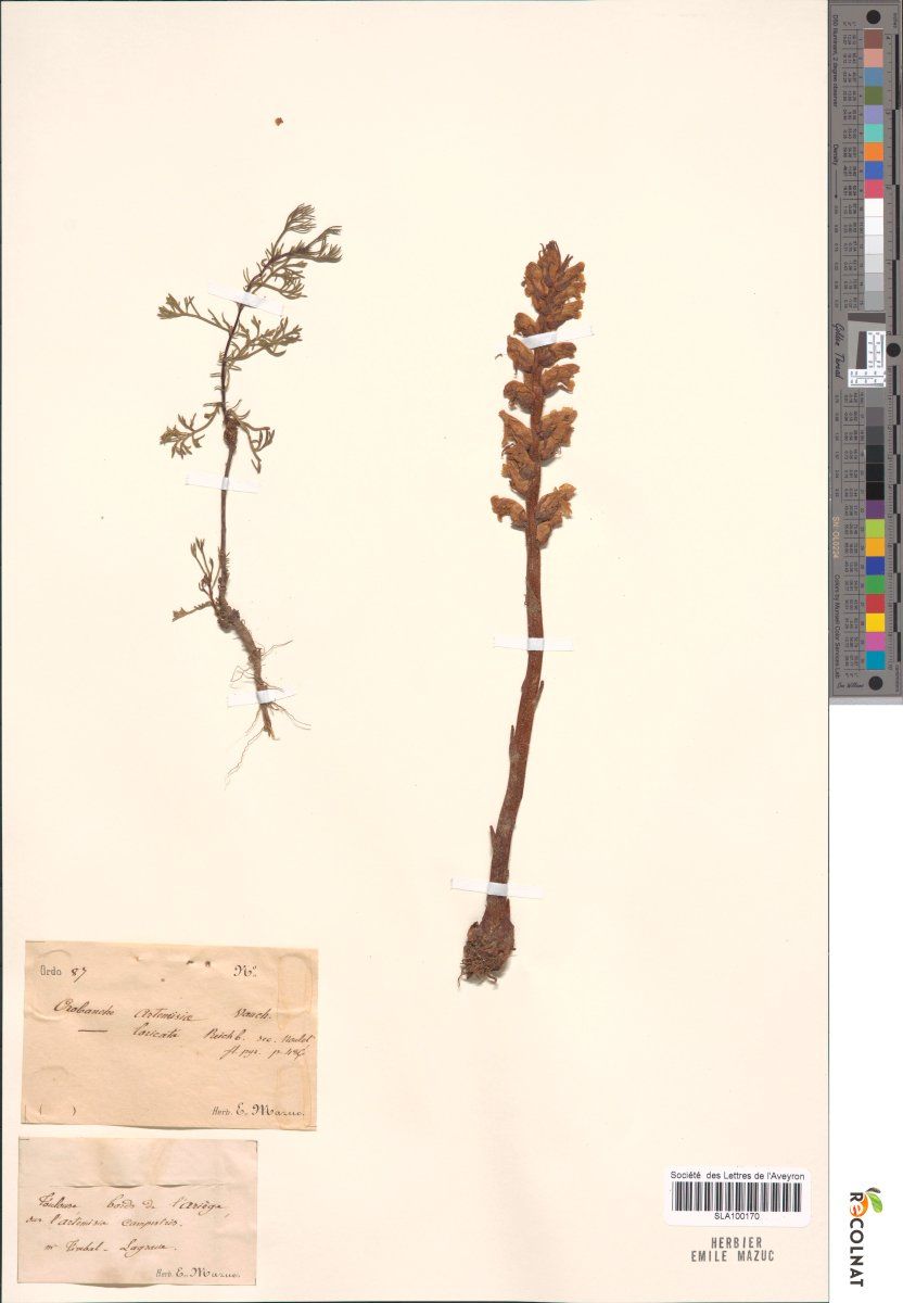 Orobanche Artemisiae Campestris Grupo Botanico Cantabrico