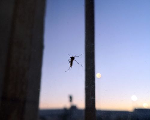 Typical Mosquito <em> Culex </em> Linnaeus, 1758, Observed in Spain . Picture uploaded by an anonymous Mosquito Alert citizen scientist via the app Mosquito Alert  via <a href="/occurrence/3496607465">Mosquito Alert Dataset</a>, licensed under CC.