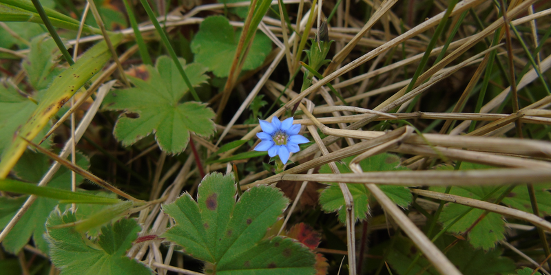 <i>Gentiana quadrifaria</i> Blume, one of the 10 species with the smallest areas of suitable climate across all future scenarios. <a href="/occurrence/3902976287">Observed</a> by Hani Ristiawan in Central Java, Indonesia (<a href="http://creativecommons.org/licenses/by-nc/4.0/">CC BY-NC 4.0</a>)