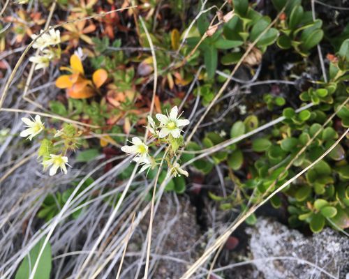 <a href="https://www.gbif.org/occurrence/2574227118">Prickly saxifrage (<i>Saxifraga tricuspidata</i>)</a> observed in Spatsizi Plateau Wilderness Provincial Park, BC, Canada by stikineseniorranger. Photo via iNaturalist (<a href="http://creativecommons.org/licenses/by-nc/4.0/">CC BY-NC 4.0</A>)