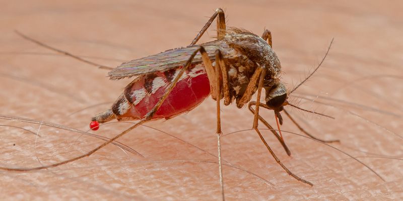 <em>Aedes scapularis</em>, observed in Brazil. Photo 2022 César Favacho via <a href="https://www.gbif.org/occurrence/3499656713">iNaturalist Research-grade Observations</a>, licensed under <a href="http://creativecommons.org/licenses/by-nc/4.0/">CC BY-NC 4.0</a>.