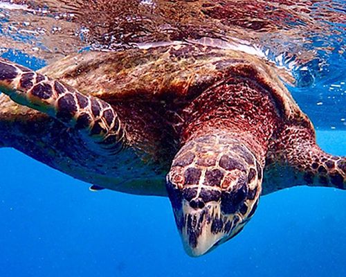 Hawksbill sea turtle <em>Eretmochelys imbricata</em>, observed in Seychelles. Photo 2019 Mainil R. via <a href="https://www.gbif.org/occurrence/2833662668">Observation.org</a>, licensed under <a href="http://creativecommons.org/licenses/by-nc-nd/4.0/">CC BY-NC-ND 4.0</a>.