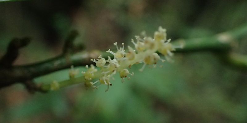 <a href="/occurrence/2806587465"><i>Thecacoris manniana</i></a> collected in São Tomé and Príncipe by Lewis Eduardo. Photo via Missouri Botanical Garden (<a href="http://creativecommons.org/licenses/by-nc-nd/3.0/">CC BY-NC-ND 3.0)