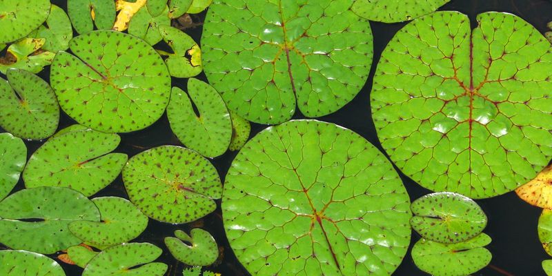 <a href="https://www.gbif.org/occurrence/2580262398">Prickly water lily (<i>Euryale ferox</i>)</a> observed in Xiaoxingkai Lake, Heilongjiang, China by John Howes. Photo via iNaturalist (<a href="http://creativecommons.org/licenses/by-nc/4.0/">CC BY-NC 4.0</a>)