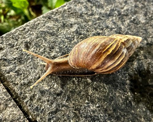 Giant land snail - <i>Lissachatina fulica</i> (Bowdich, 1822) <a href="https://www.gbif.org/occurrence/4596814042">observed</a> in Singapore by hiro_shoji (<a href="https://creativecommons.org/licenses/by-nc/4.0/">CC BY-NC 4.0</a>)