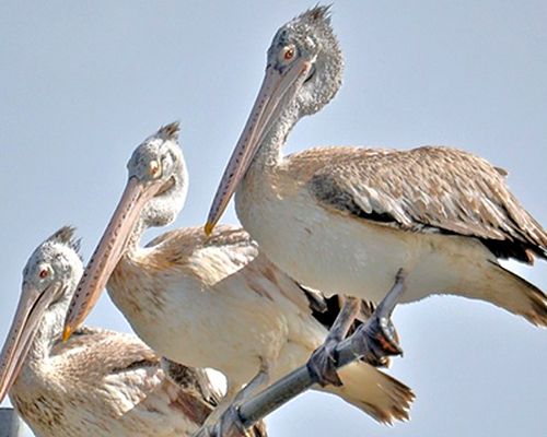 Spot-billed pelican (<em>Pelecanus philippensis</em>), observed in Sri Lanka. Photo 2018 jaliya via <a href="https://www.gbif.org/occurrence/1890683048">iNaturalist Research-grade Observations</a>, licensed under <a href="http://creativecommons.org/licenses/by-nc/4.0/">CC BY-NC 4.0</a>.