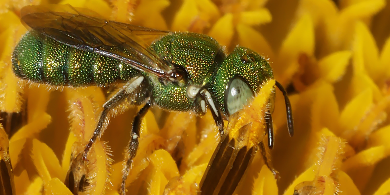 Emerald small carpenter bee (<em>Ceratina smaragdula</em>), Thailand. Photo 2021 Ian Dugdale via <a href="https://www.gbif.org/occurrence/3307182833">iNaturalist Research-grade Observations</a>, licensed under <a href="">CC BY-NC 4.0</a>.