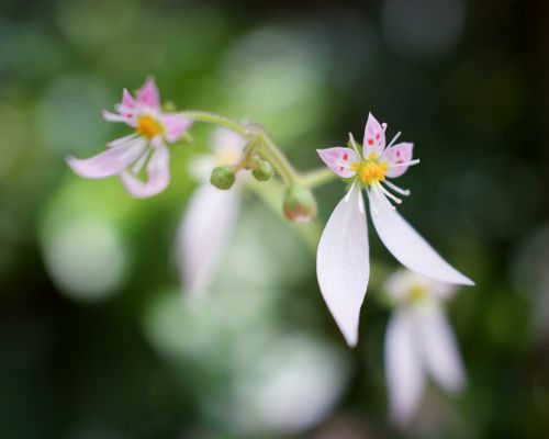 <a href="https://www.gbif.org/occurrence/2265812369"><i>Saxifraga stolonifera</I> Creeping saxifrage</a> observed in Japan by yasqra via <a href="https://www.gbif.org/occurrence/2265812369">iNaturalist Research-grade Observations</a>, licensed under <a href="https://creativecommons.org/licenses/by-nc/4.0/">CC BY-NC 4.0</a>.