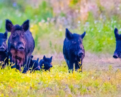 <a href="/occurrence/3031822413"><i>Sus scrofa</i> Linnaeus, 1758</a> observed in Florida, USA by moliverna (<a href="http://creativecommons.org/licenses/by-nc/4.0/">CC BY-NC 4.0</a>)